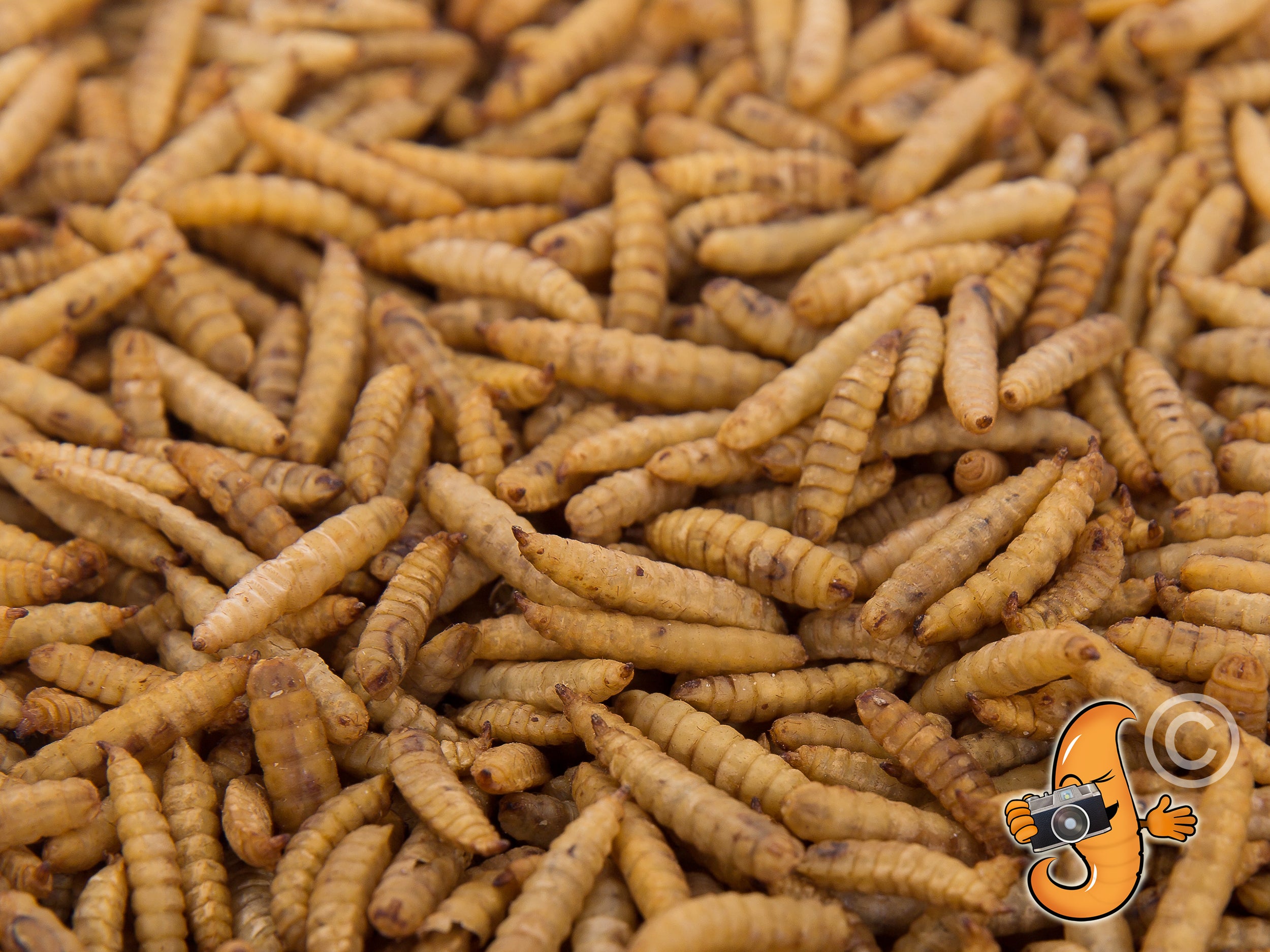 11lbs Chubby Dried Black Soldier Fly Larvae