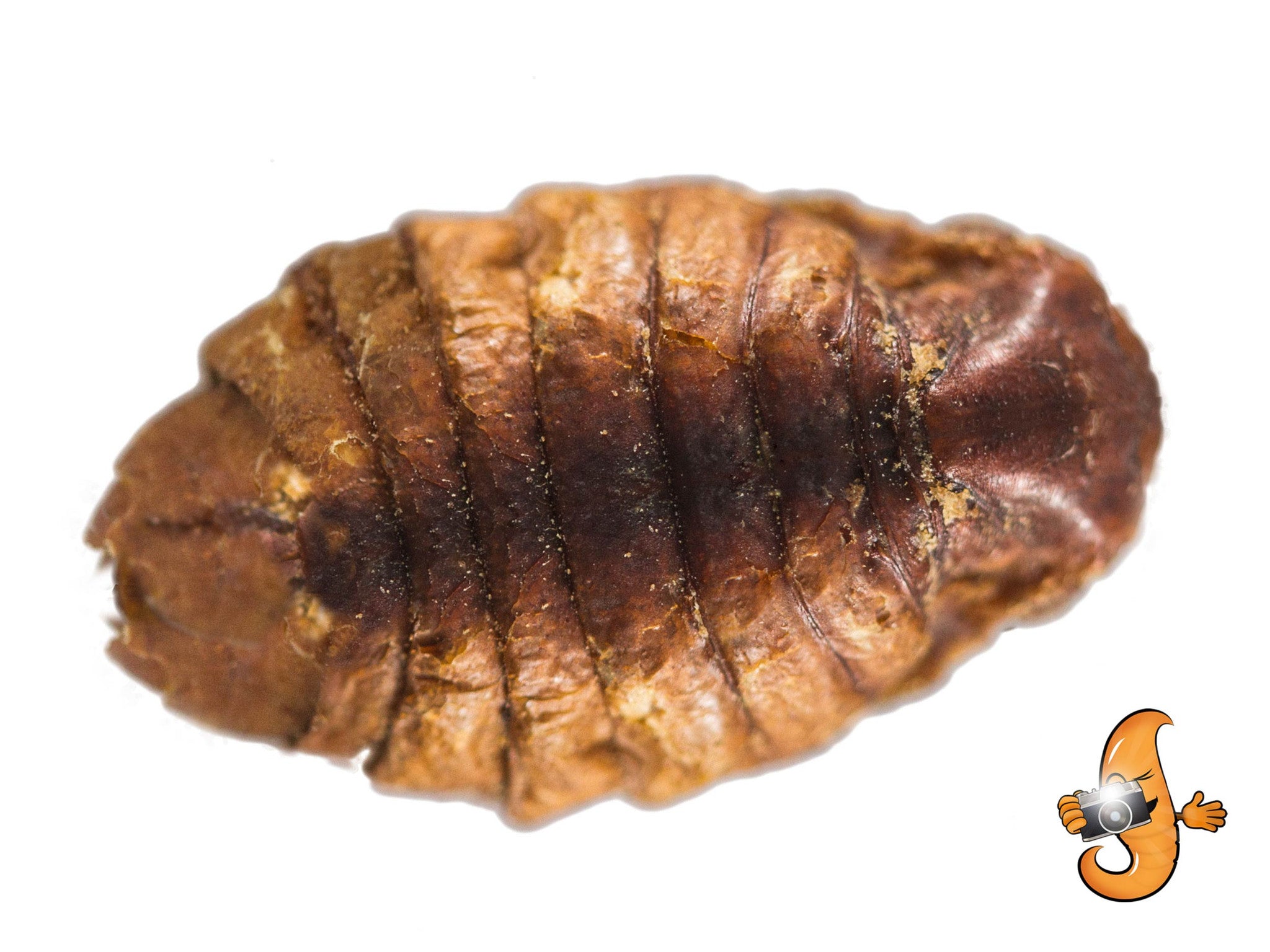 2.72kg (6lb) Chubby Dried Silkworm Pupae
