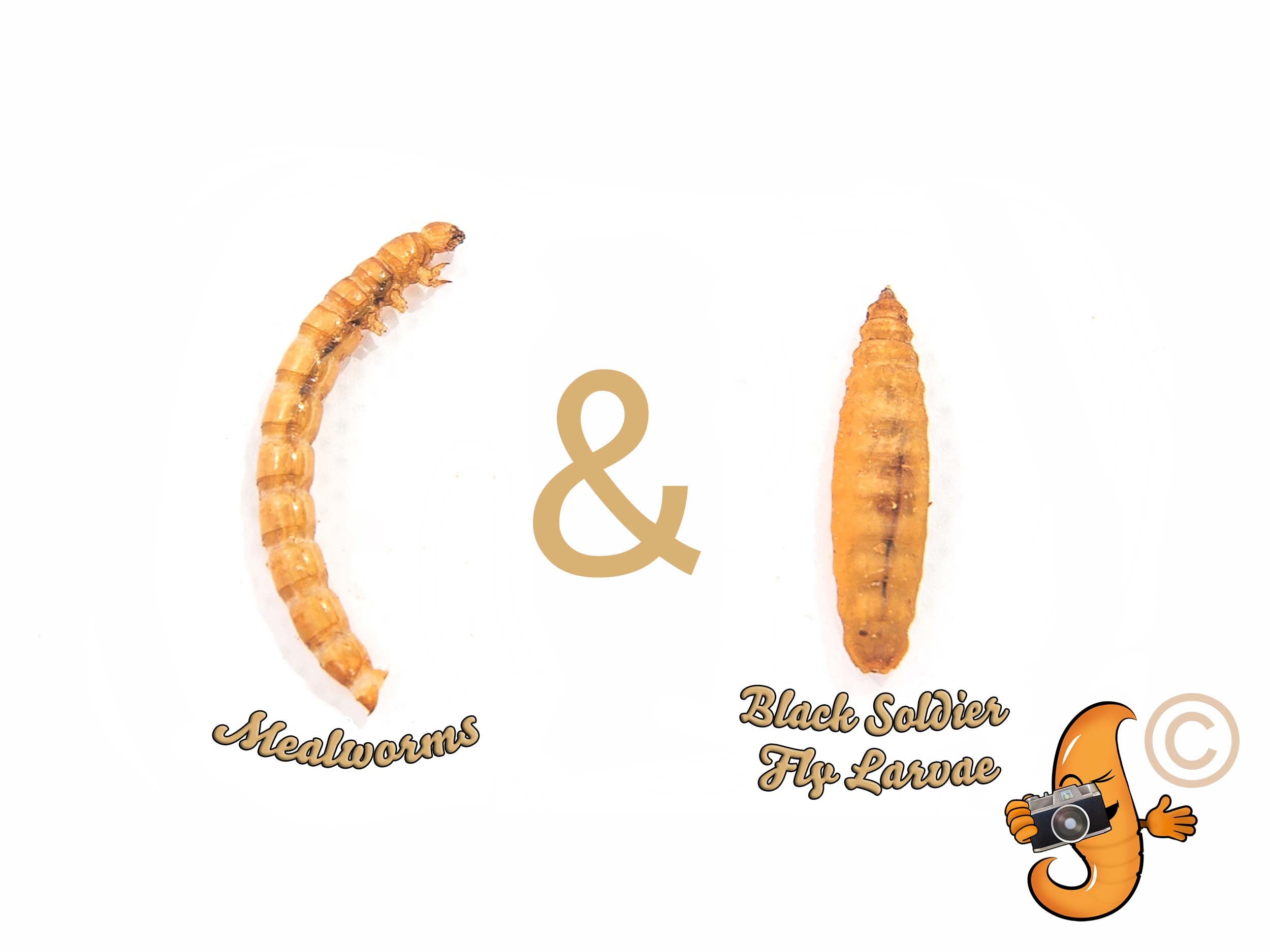 908g (2lb) Chubby Mix (Mealworm & Black Soldier Fly Larvae)
