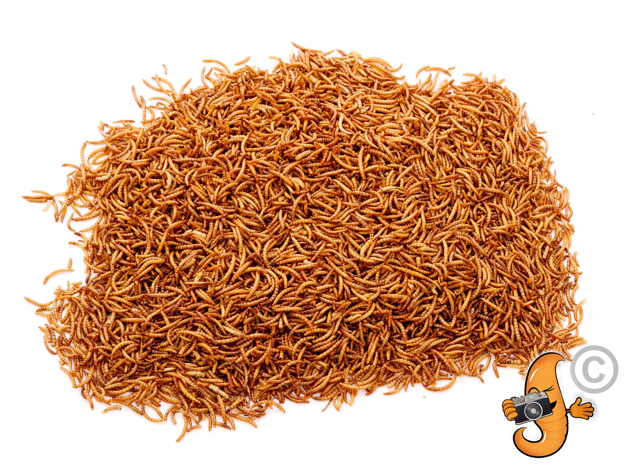 29.96Kg (66Lbs) Dried Chubby Mealworms -  - 3