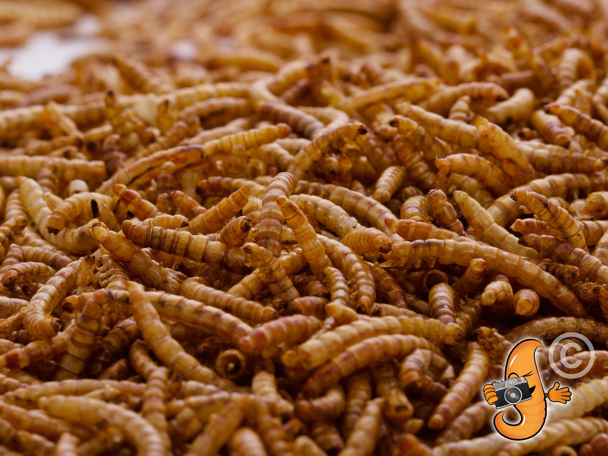 3.17Kg (7Lbs) Dried Chubby Mealworms -  - 8