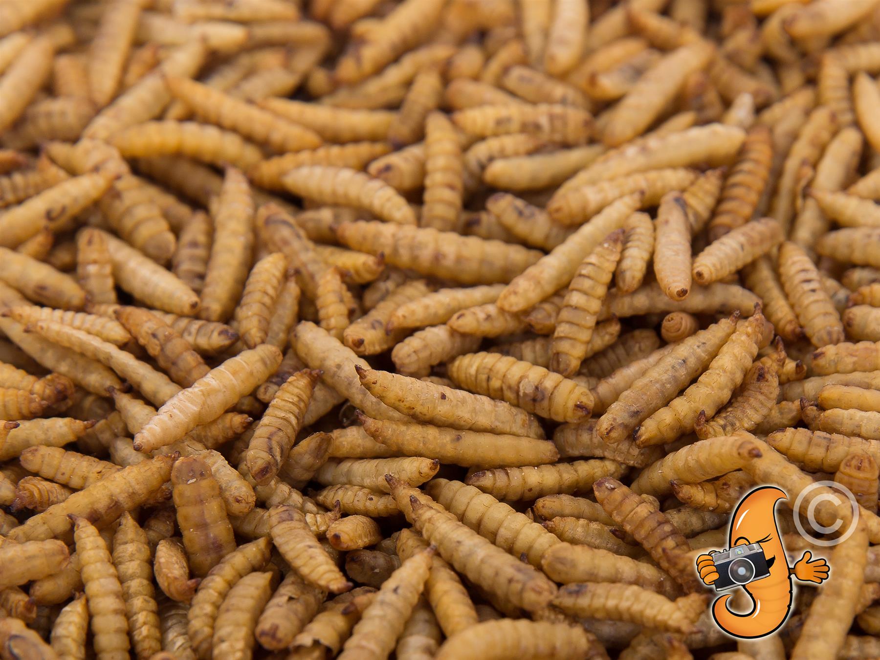 2LB Canadian Grown Chubby Dried Black Soldier Fly Larvae