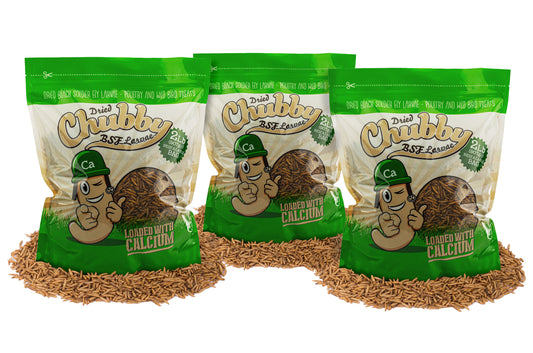 6LB Chubby Dried Black Soldier Fly Larvae