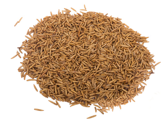 4LB Chubby Dried Black Soldier Fly Larvae