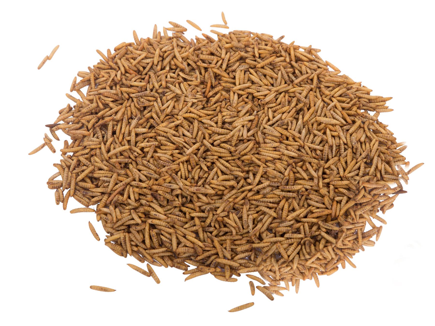2LB Canadian Grown Chubby Dried Black Soldier Fly Larvae
