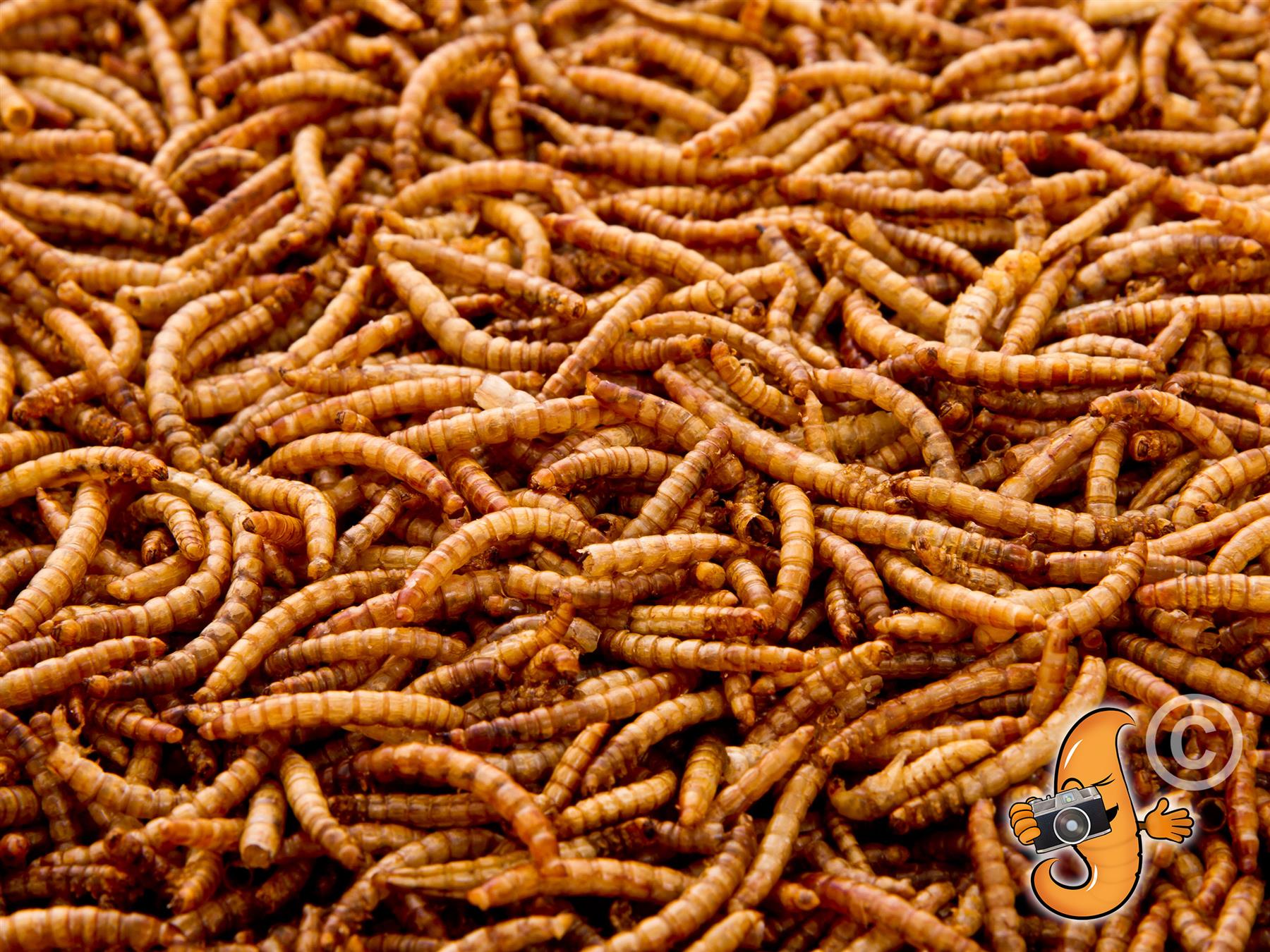 1Kg Canadian Grown Dried Mealworms