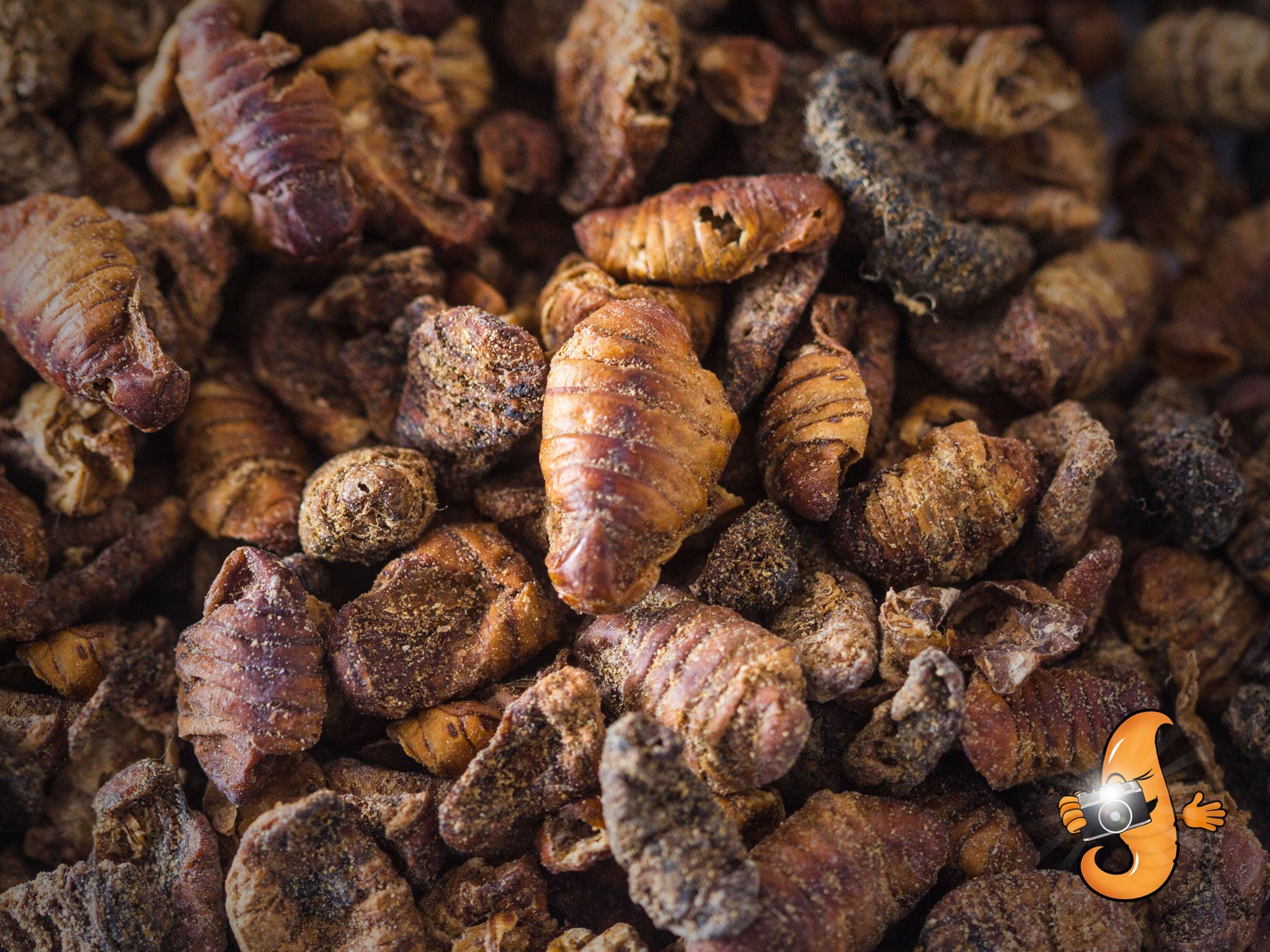 9.98kg (22lb) Chubby Dried Silkworm Pupae