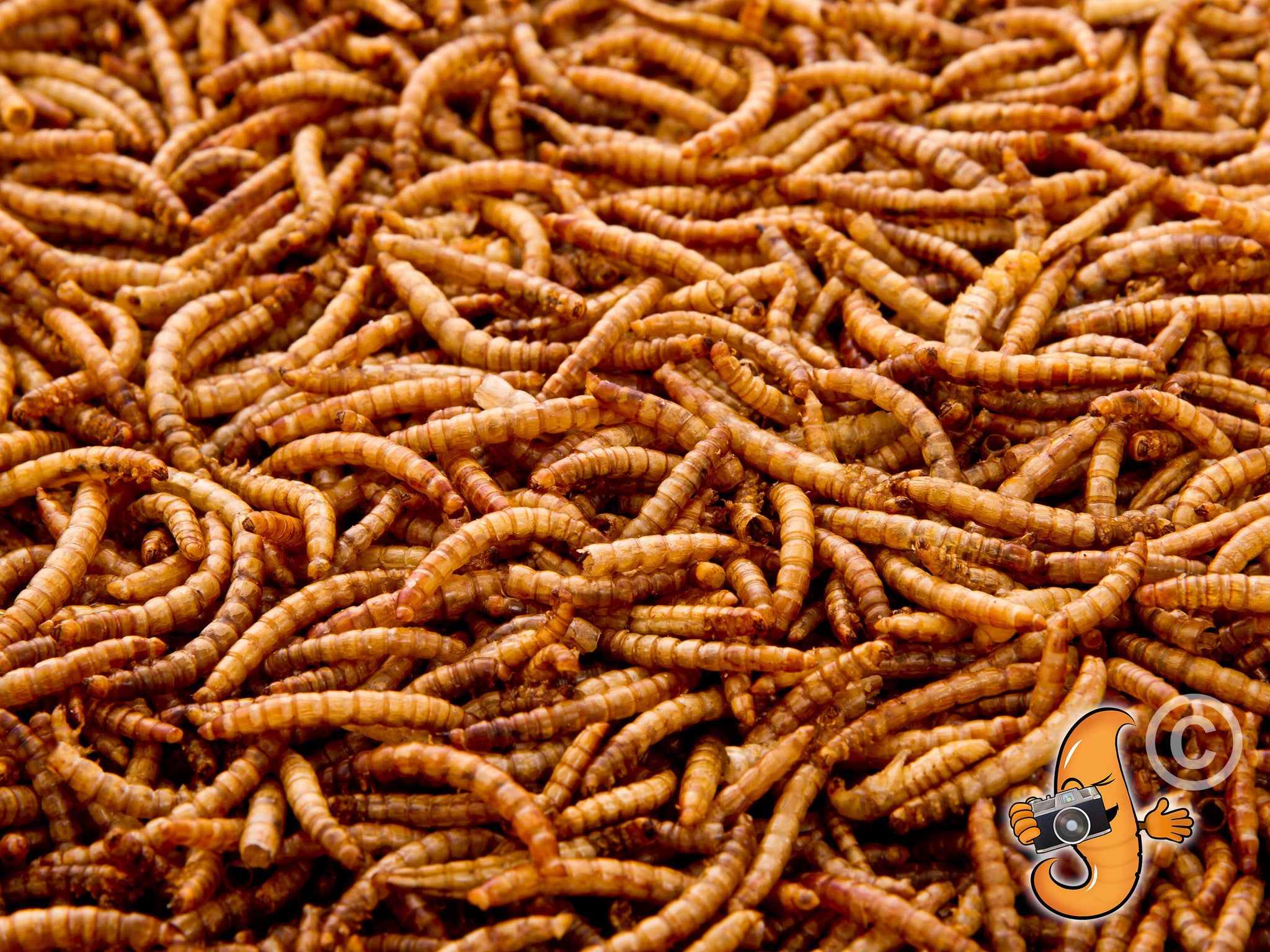 3.17Kg (7Lbs) Dried Chubby Mealworms -  - 7