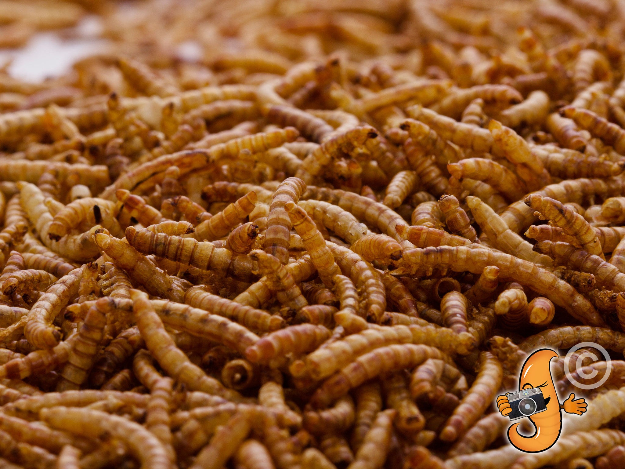 2.27Kg (5Lbs) Dried Chubby Mealworms -  - 7